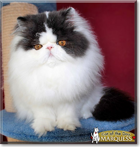 Marquess, the Cat of the Day Marquess, the Cat of the Day