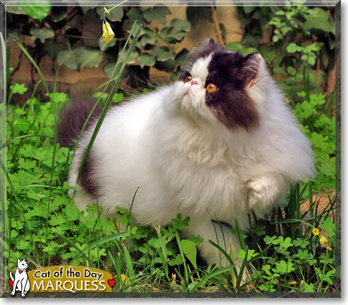 Marquess, the Cat of the Day Marquess, the Cat of the Day