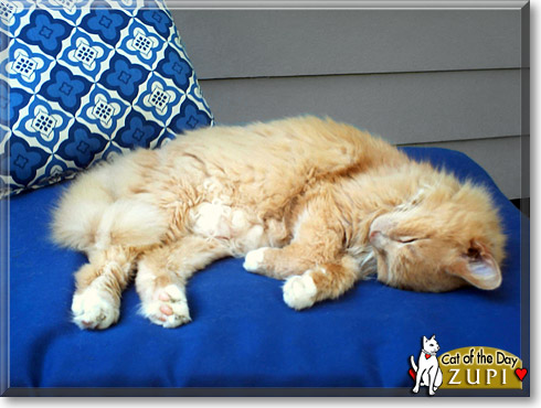 Zupi, the Cat of the Day