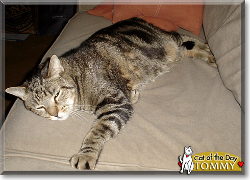 Tommy, the Cat of the Day Tommy, the Cat of the Day