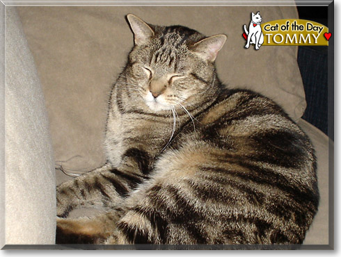 Tommy, the Cat of the Day Tommy, the Cat of the Day