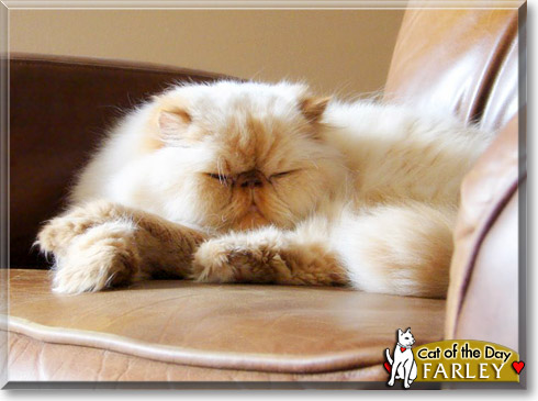 Farley, the Cat of the Day