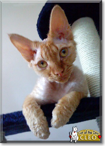 Cleo, the Cat of the Day