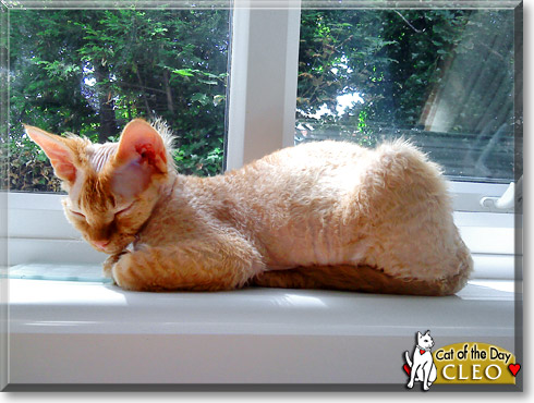 Cleo, the Cat of the Day