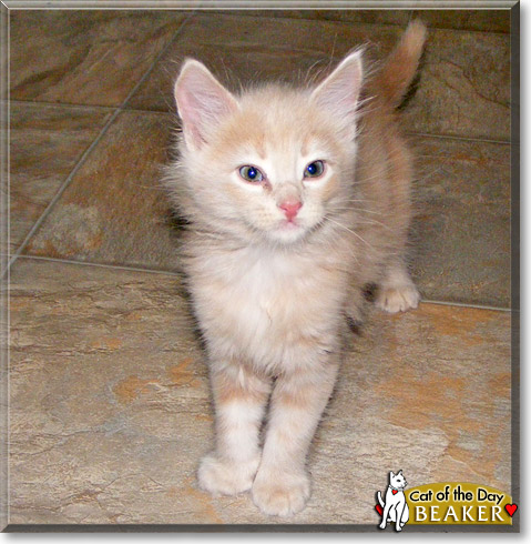 Beaker, the Cat of the Day