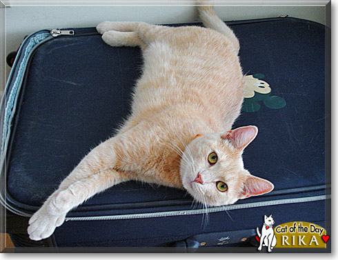 Rika, the Cat of the Day