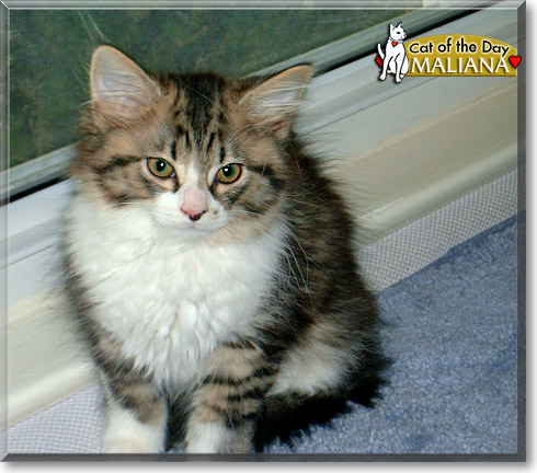 Maliana, the Cat of the Day