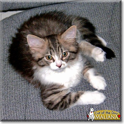 Maliana, the Cat of the Day