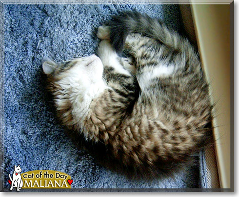 Maliana, the Cat of the Day