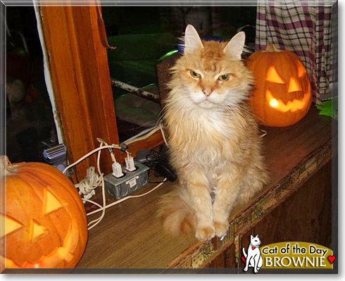 Brownie, the Cat of the Day