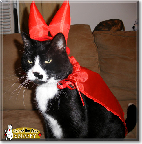 Snaffy, the Cat of the Day