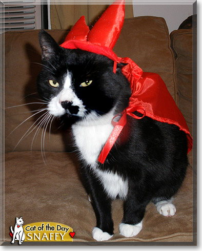 Snaffy, the Cat of the Day