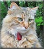 Rosie