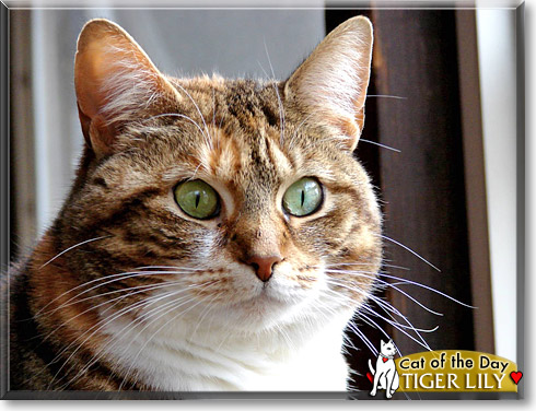 Tiger Lily, the Cat of the Day