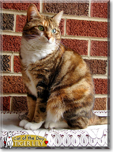 Tiger Lily, the Cat of the Day