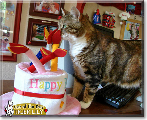 Tiger Lily, the Cat of the Day