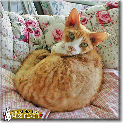 Miss Peach, the Cat of the Day
