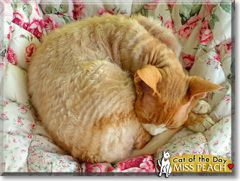 Miss Peach, the Cat of the Day