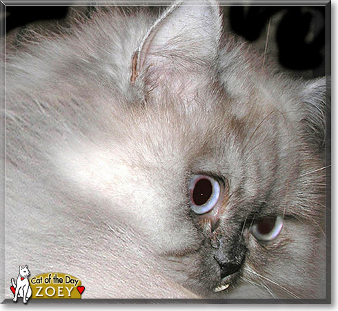 Zoey, the Cat of the Day