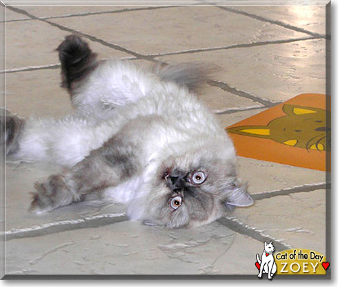 Zoey, the Cat of the Day Zoey, the Cat of the Day