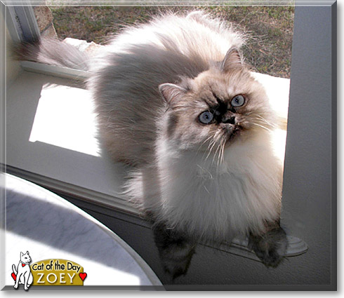 Zoey, the Cat of the Day Zoey, the Cat of the Day