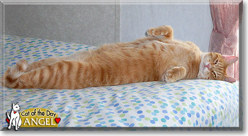 Angel, the Cat of the Day