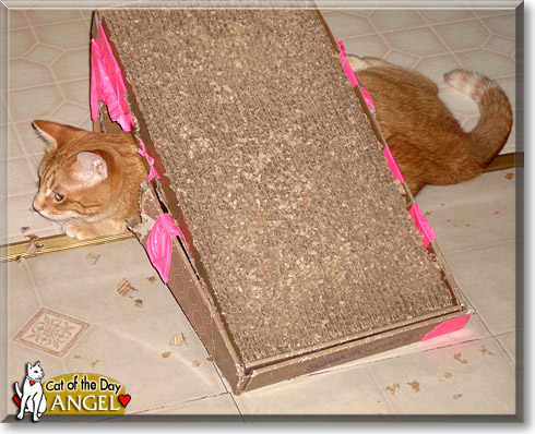 Angel, the Cat of the Day Angel, the Cat of the Day