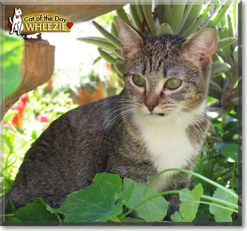Wheezie, the Cat of the Day