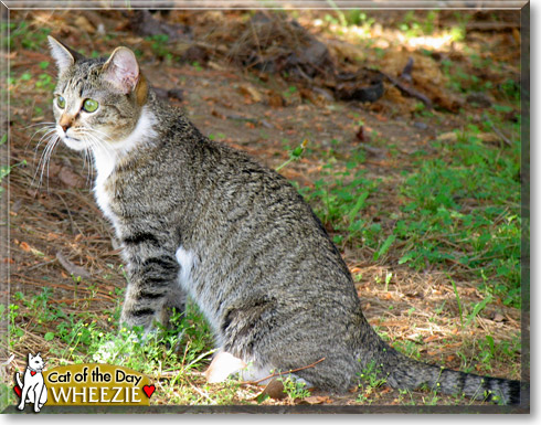 Wheezie, the Cat of the Day