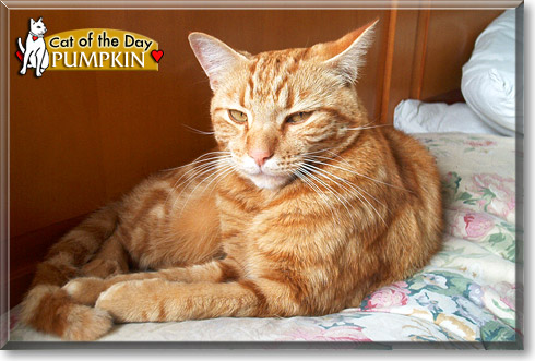 Pumpkin, the Cat of the Day