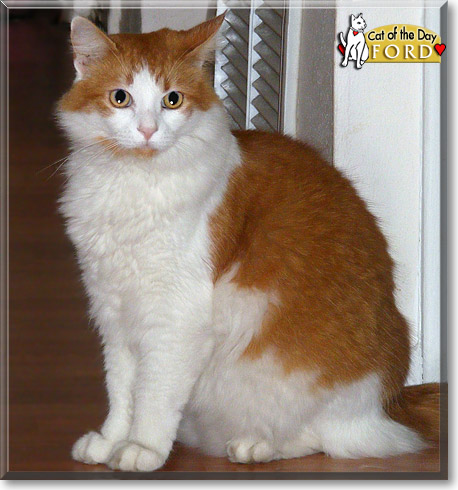 Ford, the Cat of the Day