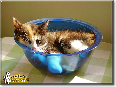 Myssy, the Cat of the Day