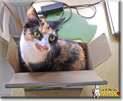 Myssy, the Cat of the Day