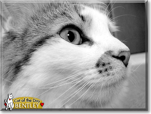 Bentley, the Cat of the Day