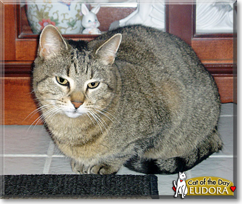 Eudora, the Cat of the Day