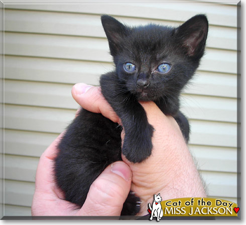 Miss Jackson, the Cat of the Day