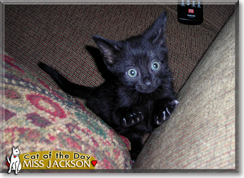 Miss Jackson, the Cat of the Day Miss Jackson, the Cat of the Day