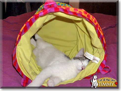 Celie, the Cat of the Day