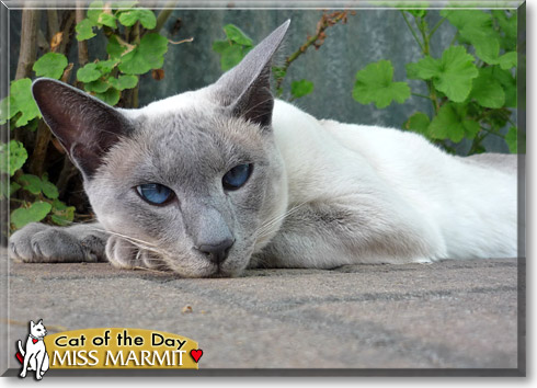 Miss Marmit, the Cat of the Day