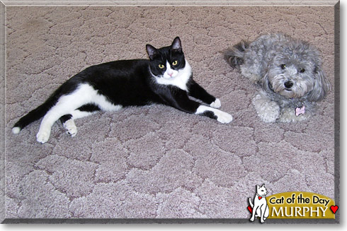 Murphy, the Cat of the Day Murphy, the Cat of the Day