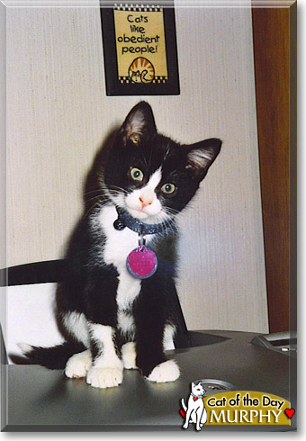 Murphy, the Cat of the Day Murphy, the Cat of the Day