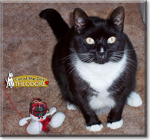 Theodore, the Cat of the Day