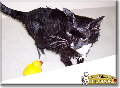 Theodore, the Cat of the Day