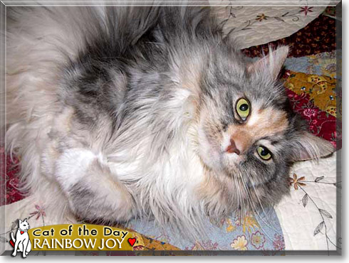 Rainbow Joy, the Cat of the Day Rainbow Joy, the Cat of the Day