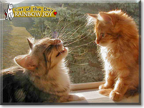 Rainbow Joy, the Cat of the Day Rainbow Joy, the Cat of the Day