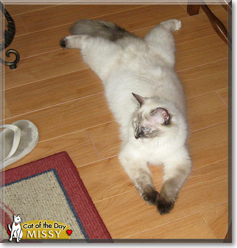Missy, the Cat of the Day