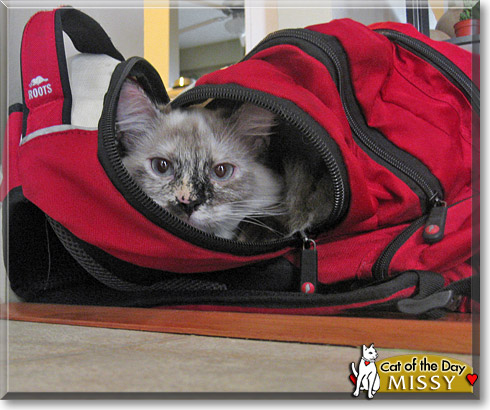 Missy, the Cat of the Day Missy, the Cat of the Day