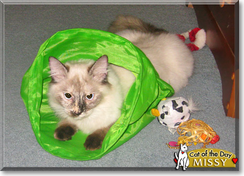Missy, the Cat of the Day Missy, the Cat of the Day