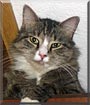 Tabby