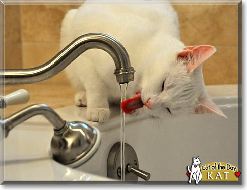 Kat, the Cat of the Day Kat, the Cat of the Day